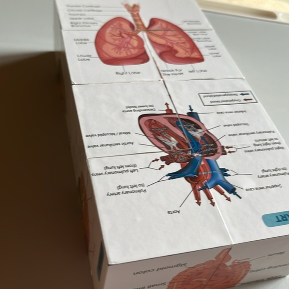 Human anatomy cube - Picture 6 of 6
